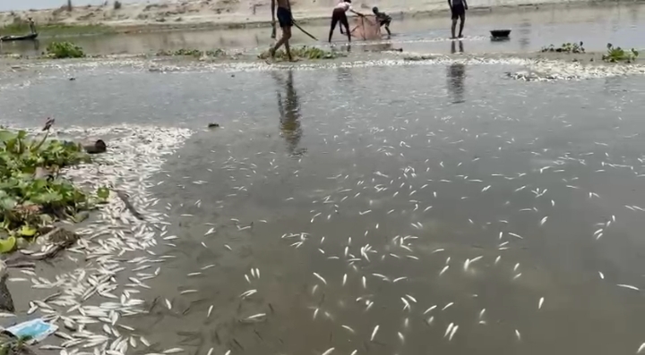 गंगा नदी में बड़े पैमाने पर मछलियों की मौत: पर्यावरण संकट गहराता जा रहा है गंगा नदी में मृत मछलियां