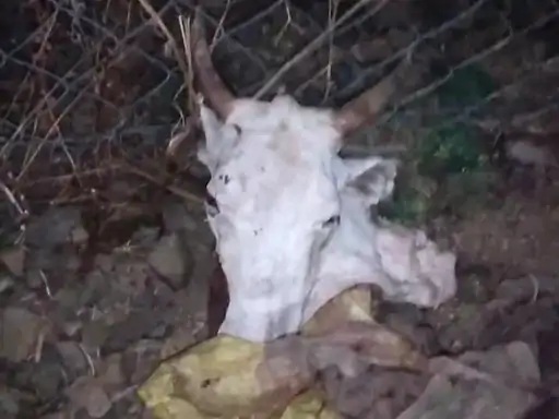 गौवंश अवशेष मिलने से मचा हड़कंप गौवंश अवशेष मिलने से हड़कंप