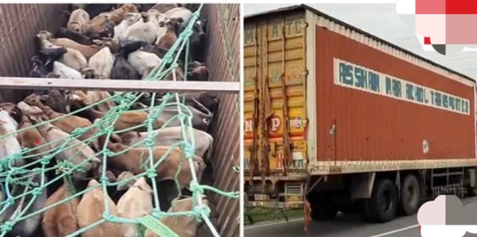 Image of the 59 Cattle loaded Container Truck Seized in Assam. Image of the 59 Cattle loaded Container Truck Seized in Assam.