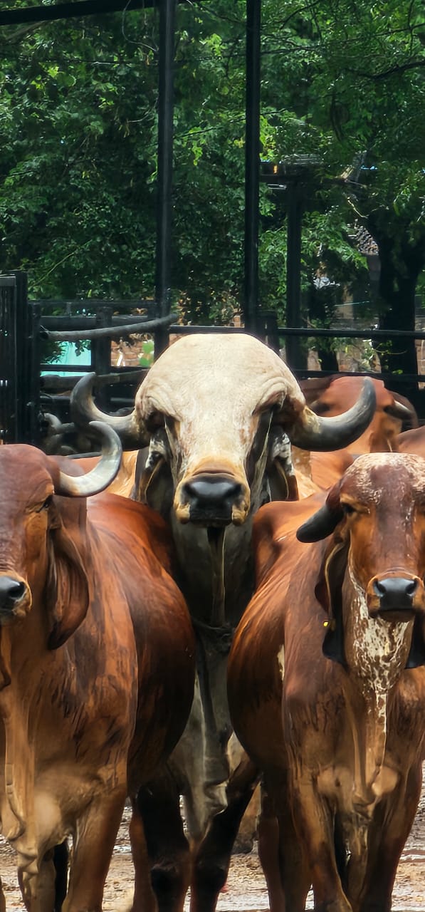 गाय संरक्षण: एक आवश्यक पहल गाय संरक्षण