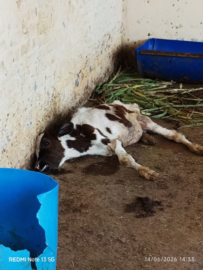 गौशाला में मृत गाय