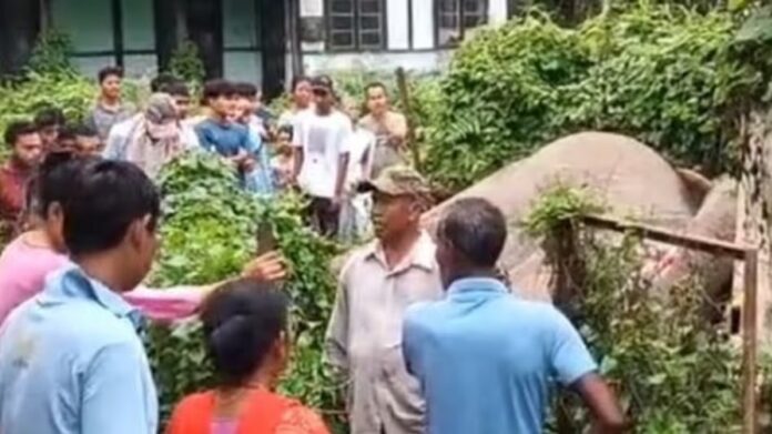 असम में जंगली हाथी की मौत असम में जंगली हाथी की मौत