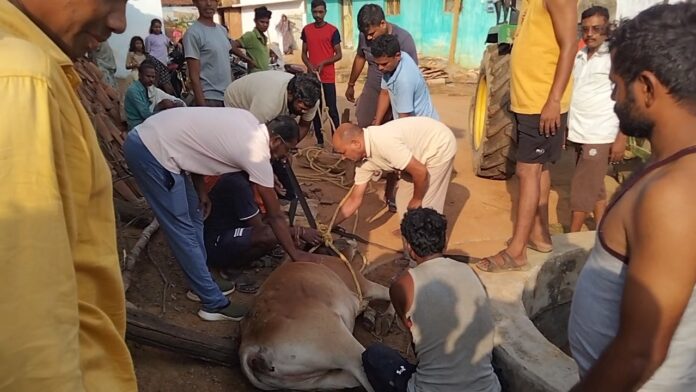 ग्रामीणों ने कुएं से गाय को सुरक्षित निकाला, राहत की लहर।