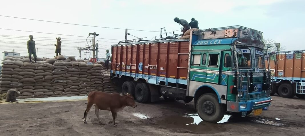 ढ्रक से चावल उतारने की प्रक्रिया शुरू ढ्रक से चावल उतारने की प्रक्रिया