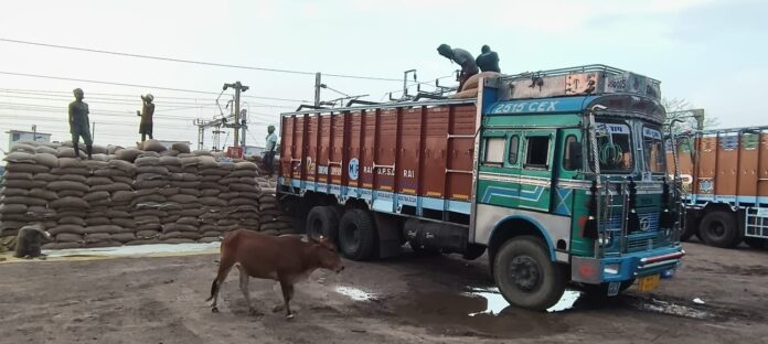 ढ्रक से चावल उतारने की प्रक्रिया ढ्रक से चावल उतारने की प्रक्रिया