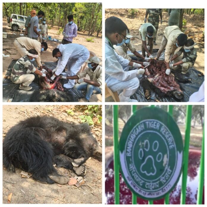 बांधवगढ़ टाइगर रिजर्व में मादा भालू की संदिग्ध मौत: जांच शुरू बांधवगढ़ टाइगर रिजर्व में मादा भालू की संदिग्ध मौत: जांच शुरू