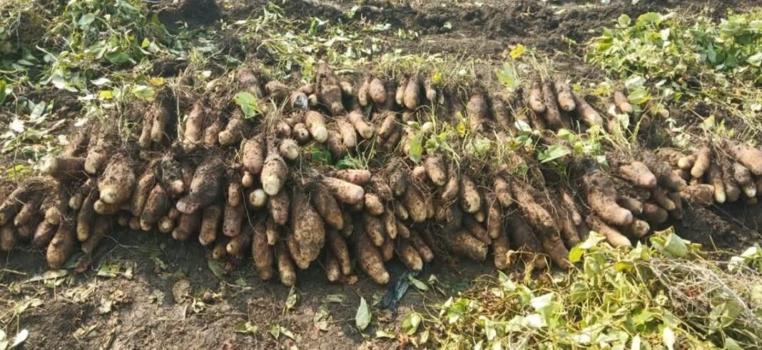रतलाम की बालम ककड़ी और रतलामी गराडू को मिला जीआई टैग, मालवी गराडू के नाम से हुई पहचान रतलामी गराडू जीआई टैग