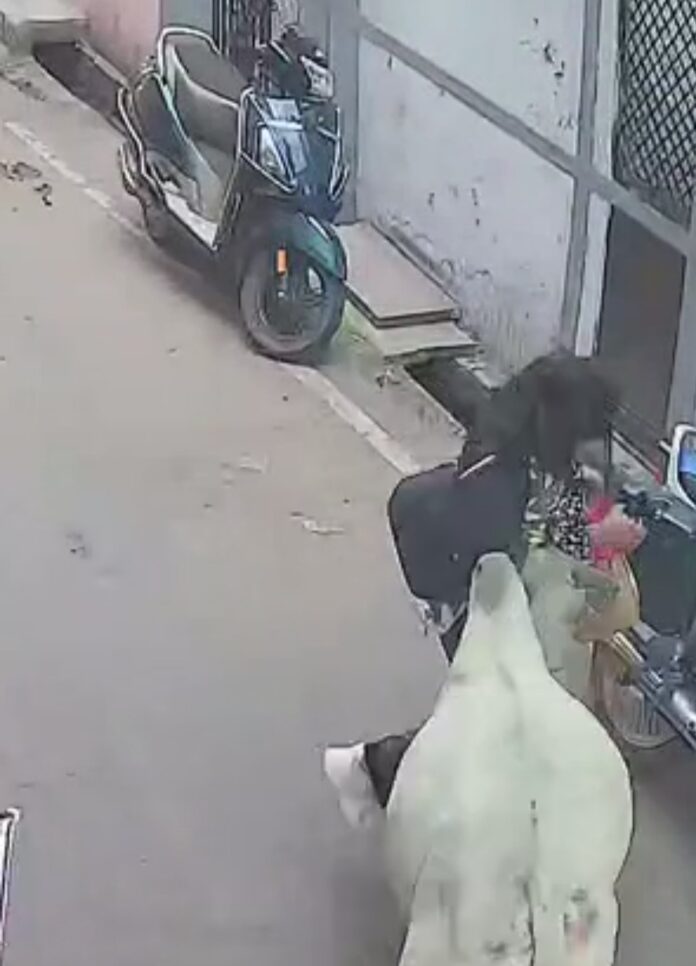 सांड का हमला वीडियो