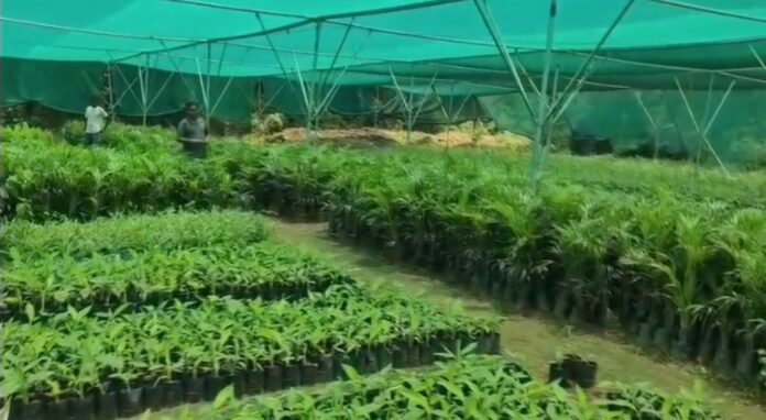 अशोक मंडल नर्सरी में पौधों की दुनिया अशोक मंडल नर्सरी में पौधों की दुनिया