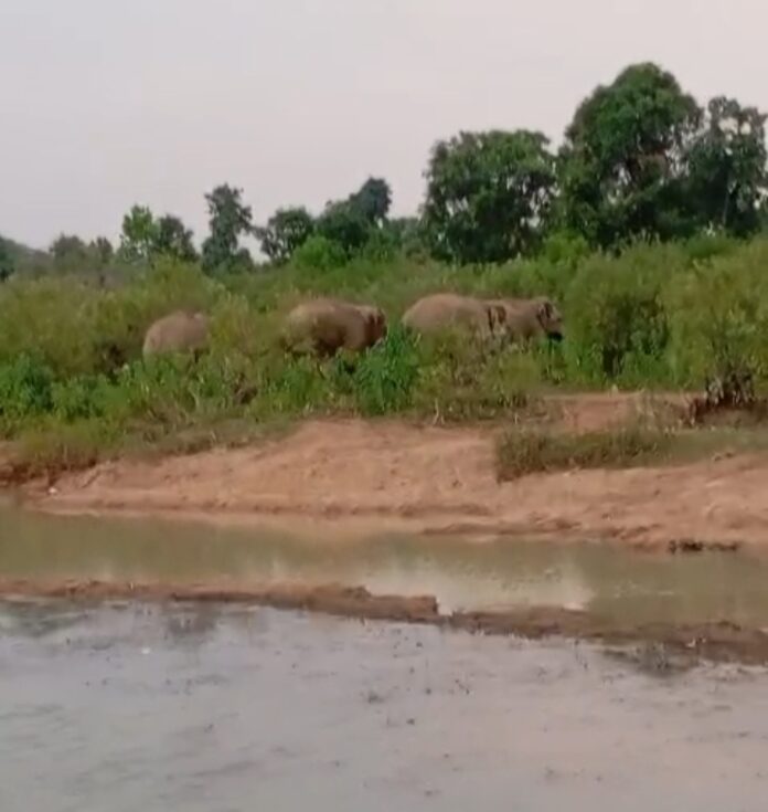 हाथी वाइल्डलाइफ भारत में तस्वीर