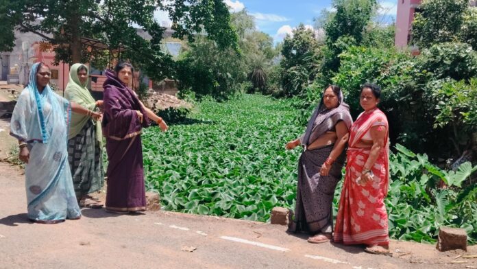 निकासी नाले में जलकुंभी उगे