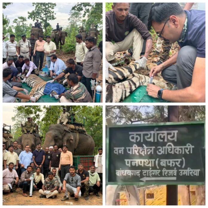 बाघ रेस्क्यू में ग्रामीण को बचाया गया