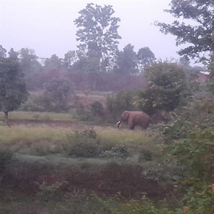 किसान खेत में फसल उगाते हुए