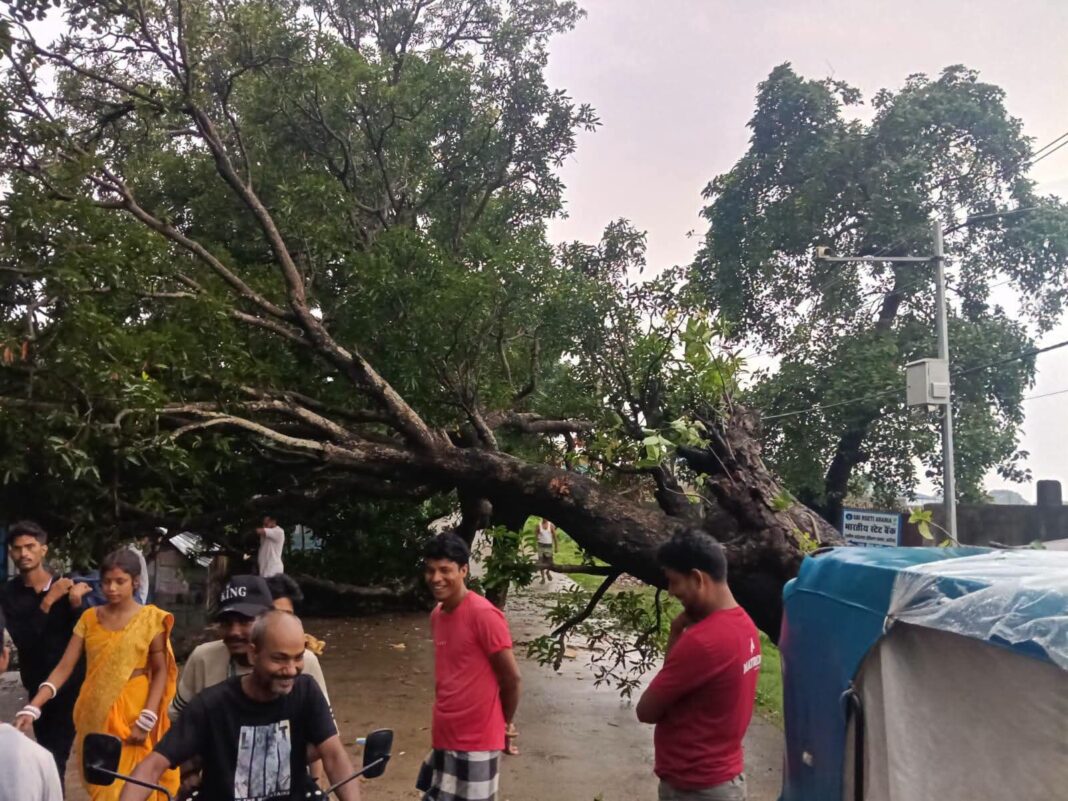 अररिया फोटो:तेज आंधी और बारिश में प्रखंड कार्यालय के आगे उखड़ा पेड़ अररिया तेज आंधी वीडियो