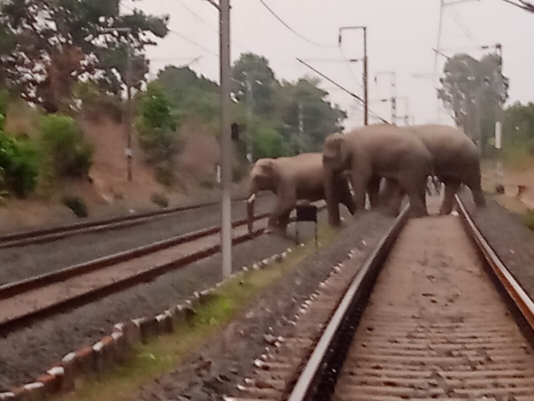 रेल लाइन पार करते हाथी की अद्भुत तस्वीरें देखें हाथी रेल लाइन पार करते हुए तस्वीरें