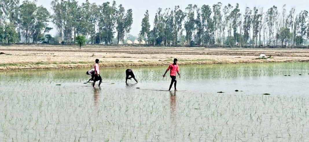धान रोपाई में लगे मजदूर जिले में किसानों को मिल रही कठिनाइयाँ धान रोपाई में मजदूर किसानों की कठिनाइयाँ