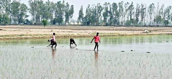 धान रोपाई में मजदूर किसानों की कठिनाइयाँ धान रोपाई में मजदूर किसानों की कठिनाइयाँ