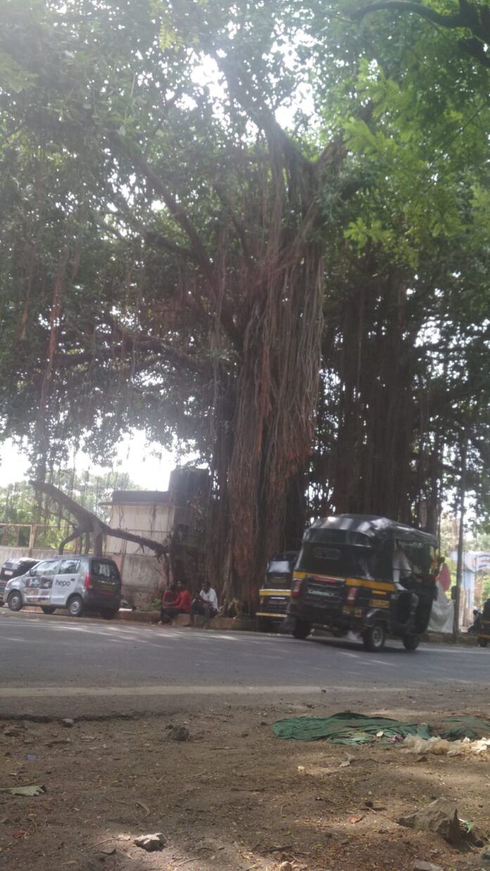 पर्यावरण संरक्षण के लिए बरगद पेड़