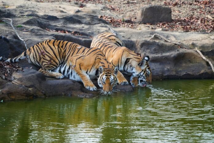 बांधवगढ़ टाइगर रिजर्व पर्यटन बंद