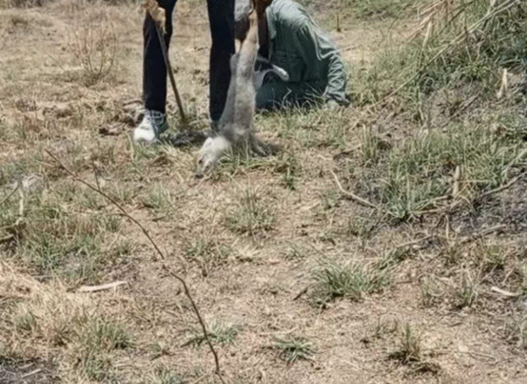 काली जादू के नाम पर तीन जंगली कुत्तों की हैवानियत उज्जain में काली जादू के नाम पर जंगली कुत्तों की हत्या