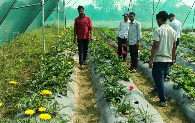 गुलाब की खेती के लाभ गुलाब की खेती के लाभ
