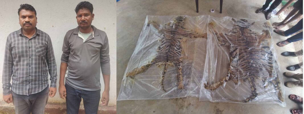 दो बाघ के खालों की अवैध तस्करी करते पकड़े गए आरोपित बाघ खाल तस्करी का आरोपित