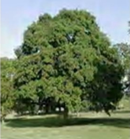 बरगद का एक सुंदर पेड़ बरगद का एक सुंदर पेड़