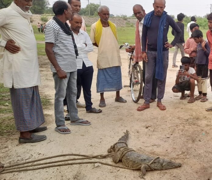 मगरमच्छ राजगढ़ गांव में