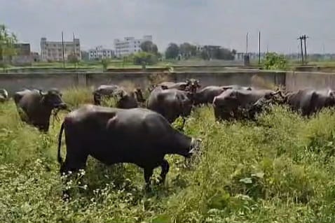 अररिया में मवेशी तस्करी का मामला अररिया में मवेशी तस्करी का मामला
