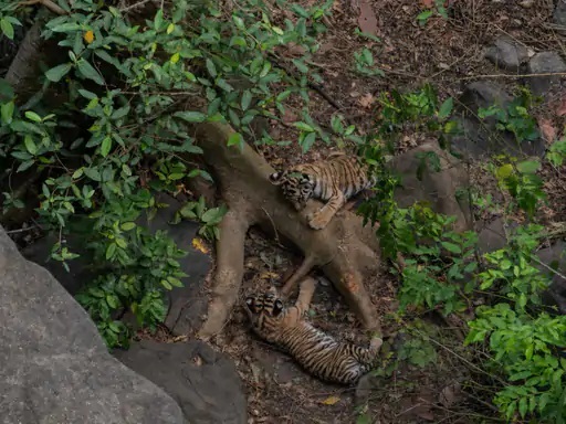 बाघ के शावक खेलते हुए बाघ के शावक खेलते हुए