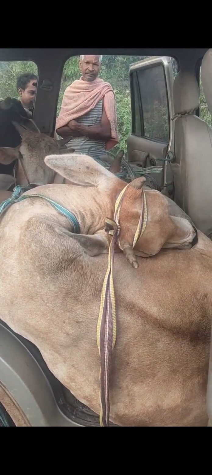 बैलाें तस्करी की समस्या