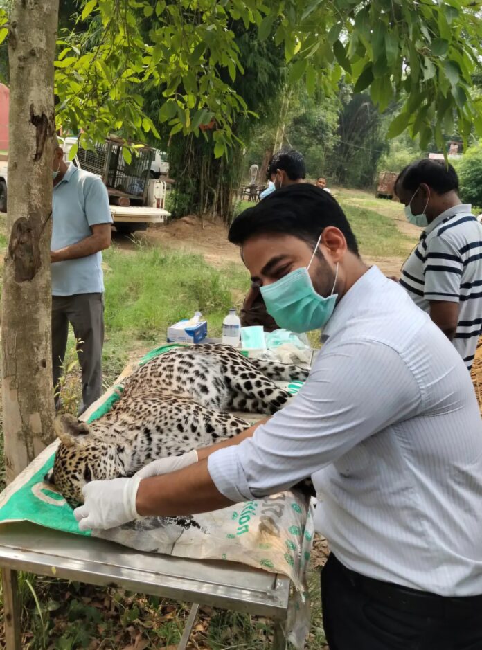चिकित्सक संक्रमित तेंदुए की जाँच करते हुए चिकित्सक संक्रमित तेंदुए की जाँच करते हुए