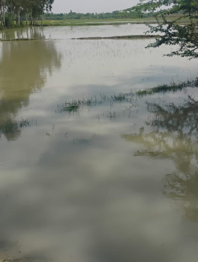 जलमग्न खेत की तस्वीरें भारत