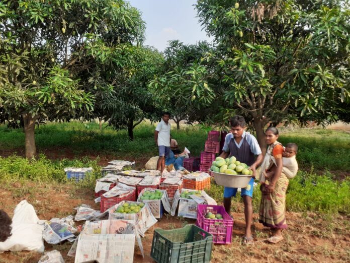 आम्रवाली की खेप खेत से निकालते किसान