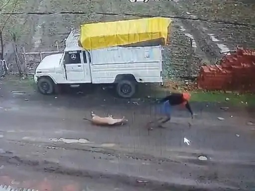 सड़क पर बछड़े को घसीटता युवक वीडियो सड़क पर बछड़े को घसीटता युवक वीडियो
