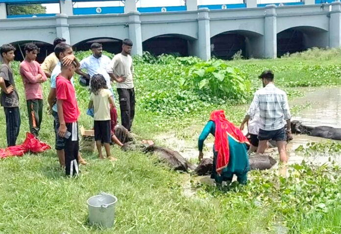 पशु चारा खाने से मृत्यु वीडियो पशु चारा खाने से मृत्यु वीडियो