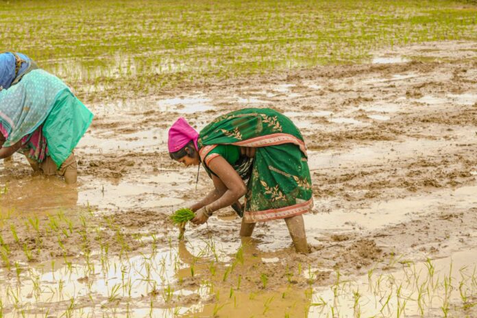 किसान बारिश खाद-बीज किसान बारिश खाद-बीज