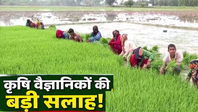 छत्तीसगढ़ के किसान फाइल फटा दिया छत्तीसगढ़ के किसान फाइल फटा दिया