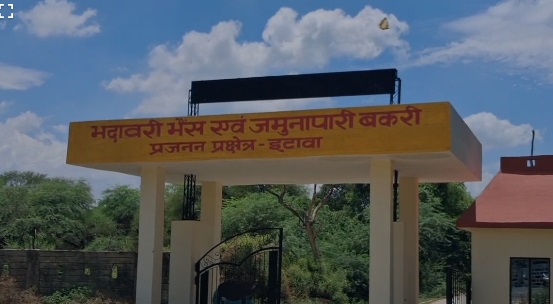भदावरी भैंस प्रजनन केंद्र इटावा में भदावरी भैंस प्रजनन केंद्र इटावा में