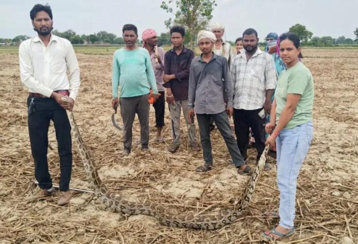 खेत में मिला 10 फीट लंबा अजगर, हरियाणा में बड़ा हैरान करने वाला मामला