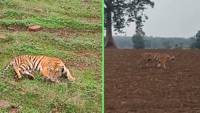 वन्यजीव सुरक्षा के लिए सरकारी कदम वन्यजीव सुरक्षा के लिए सरकारी कदम