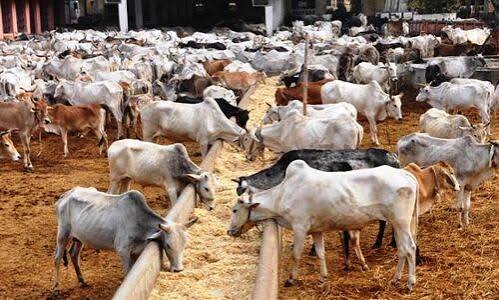 गौशाला की फाइल फोटो गौशाला की फाइल फोटो