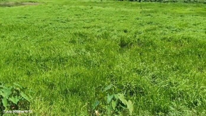 रंगापारा के बरजुली को जैव विविधता विरासत स्थल का दर्जा