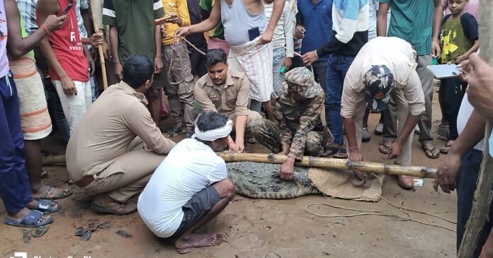 मगरमच्छ को बांस रस्सी से बांधा गया
