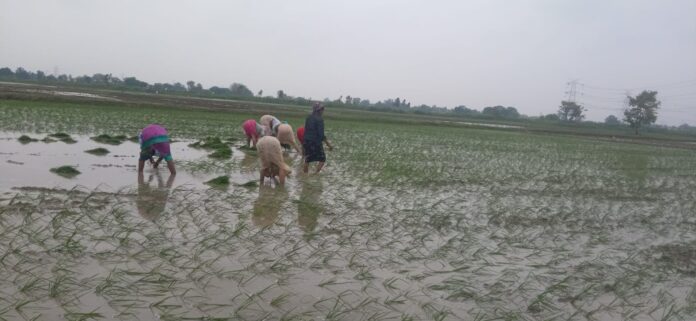 धान रूपाई करते हुए किसान धान रूपाई करते हुए किसान