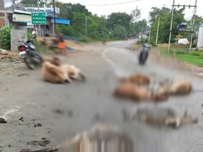 हादसे में घायल मवेशी हादसे में घायल मवेशी