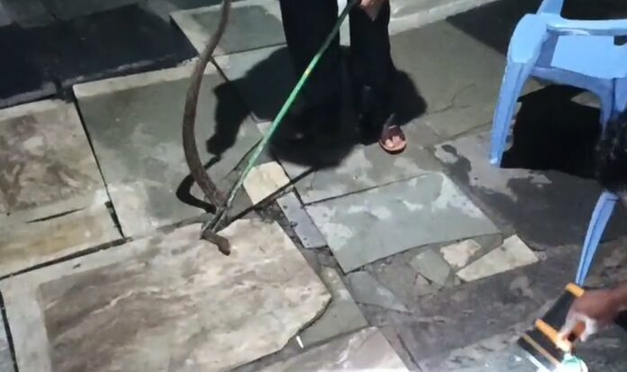 भेड़ाघाट में रसल वाइपर का रेस्क्यू भेड़ाघाट में रसल वाइपर का रेस्क्यू