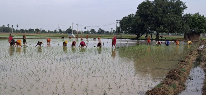 किसान रोपनी कार्य में जुटे हुए हैं