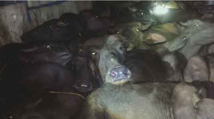 भैंसों का कंटेनर में रखना भैंसों का कंटेनर में रखना