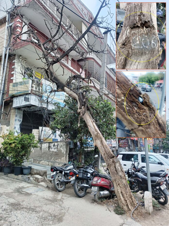 गुरुग्राम के सिविल लाइन में झुका पेड़